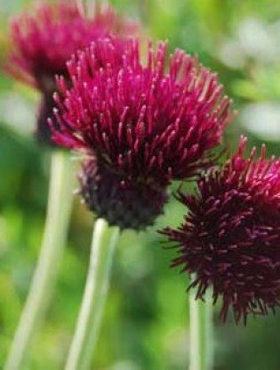 cirsium