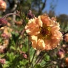 geum-mai-tia