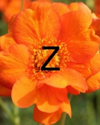 herbaceous-z